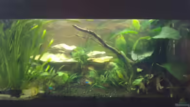 The Beginning AUFGELÖST von Koehler