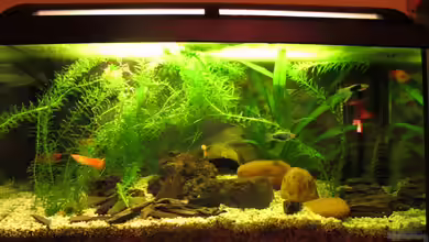 The Beginning (Nur noch als Beispiel) von Locke1992