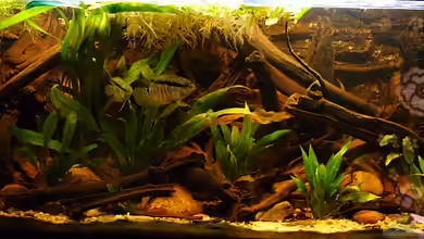 The Big Woodland / Nur noch Beispiel / von Didi