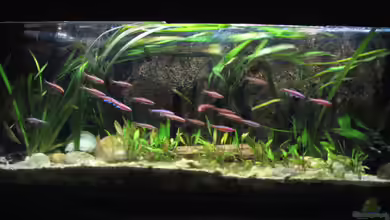 The Coosa River von Bämbel