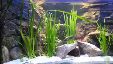 The first tank with Malawis von Florian Bandhauer