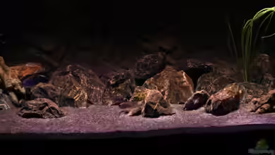 The Fortress von die Perle...