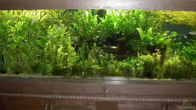 The Green 2 meters von Blauaugen