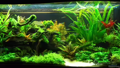 The green culture von Michael Seraph