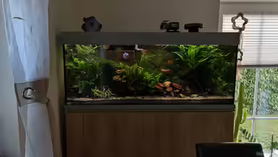 "the green one" von Der Küstenjunge