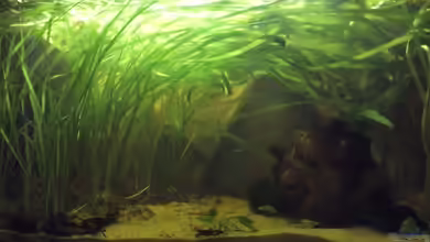 The Killi Mansion von Patrick Scheffer