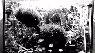 The Kitchen Tank von El Hein