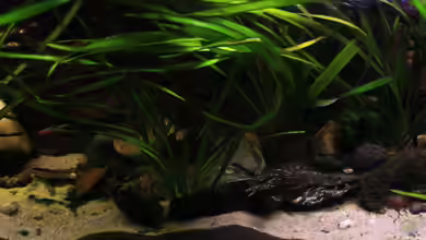 The Mountain Stream von Florian Bandhauer