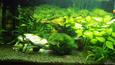 the neighbor tank von aqua david