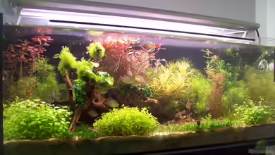 The New Green World von Lotte und Hendo