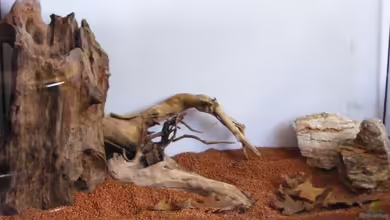 The Old Tree-Asia Impressions von Falk