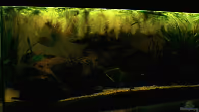 The Paths of Kulander-The North of South Amerika ( von Falk