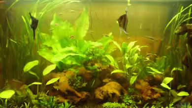 The (South) American way of life von Ralf Horsthemke