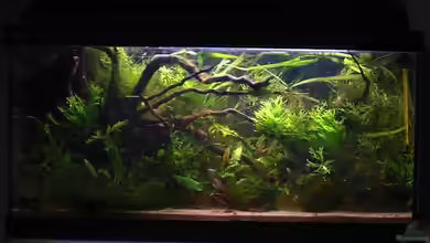 The Wild Beginning (nur noch als Beispiel) von Dominik