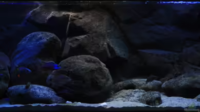 The World of Lake Malawi von Florian Bandhauer