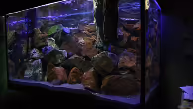 The World of Malawi Mbunas von Florian Bandhauer