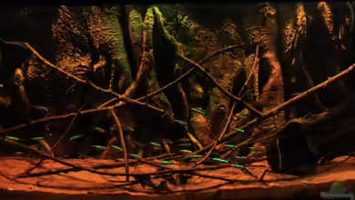 The World of Rio Negro von Florian Bandhauer