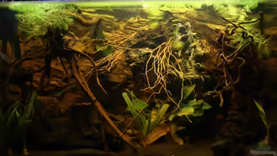 The World of Westafrica von Florian Bandhauer