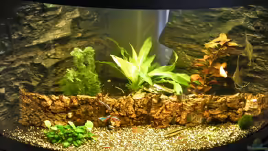 Theater of dream von loco81