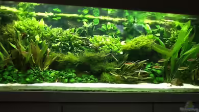 Theiling 160cm von Elanco72