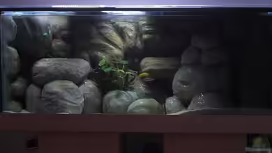 Thommys Malawiwelt von Malawi TOM