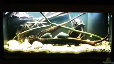 Thorichthys meeki - Galerie von Beulenkopftyp