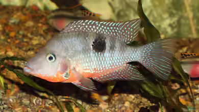 Thorichthys meeki im Aquarium halten