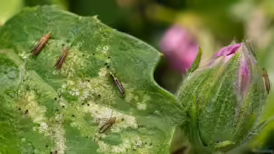 Thripse: Kleine Fransenflügler mit großer Wirkung in Natur, Garten und Zimmerpflanzen