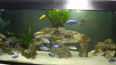 Thüri 13 von exodus73