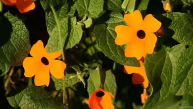 Thunbergia alata im Garten pflanzen