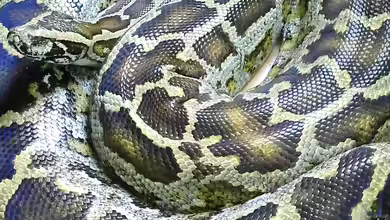 Tigerpythonterrarium 39635 von Helga Kury