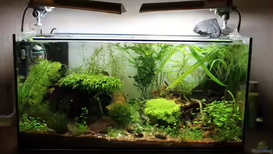 Tiny Green Nature von SouthAmerica