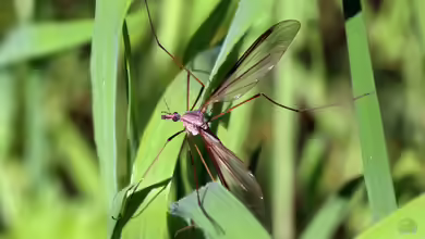 Tipula oleracea im Garten