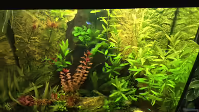 Tobi's Südamerika Becken von Tobim02