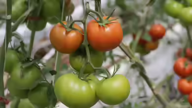 Tomaten nachreifen: So werden grüne Früchte nach der Ernte noch rot und aromatisch