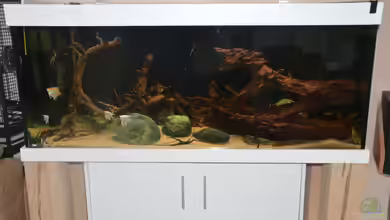 Tomek-Becken von Thomas Betker