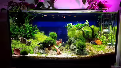 Tommys' Scape von TommyR