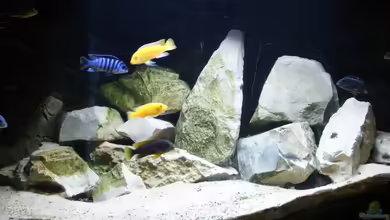 Toms Malawibecken 300 von Tom