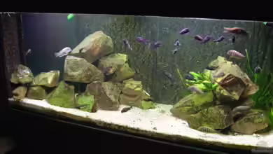 Tom`s Tropheusbecken von Tom