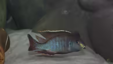 Tramitichromis: Sandbewohner aus dem Malawisee