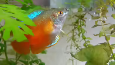 Trichogaster chuna im Aquarium halten