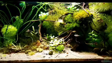 Trichopsis pumila (Nur noch Beispiel) von YoshiMaus