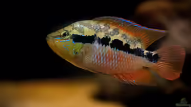 Trichromis salvini im Aquarium halten