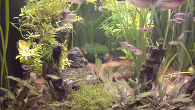 Trigon 190 von sternenbanner