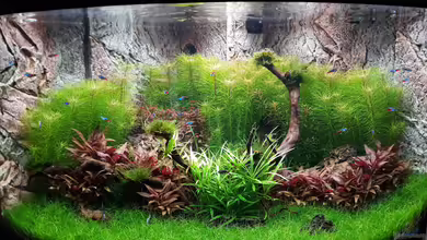 Trigon 350, ich mag es! von Michael Müller