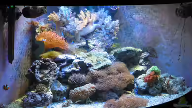 Trigon 350 (ablösung durch Deltec- Becken) von Holgi K.