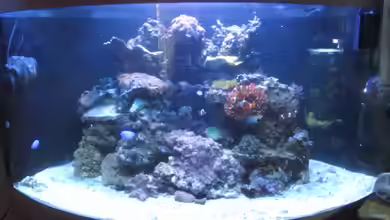 Trigon 350 Meerwasser von Aqua_Art_Krefeld