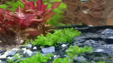 Trigon 350 mit selbstgebauter Rückwand von Sanyarhu