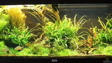 Tropentraum von MadMarkx