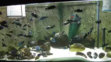 Tropheus 1 Duboisi - nur noch als Beispiel von Maclya